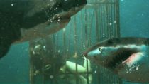 Into the Deep | 2025 | @SignatureUK Clip: Cage Attack |  Scout Taylor-Compton Shark Movie