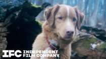 Good Boy | Tickets On Sale | IFC