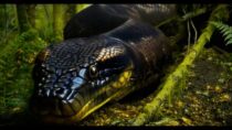 Anaconda: Blood Coil – Trailer
