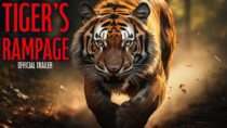 Tiger’s Rampage (2026) | Official Trailer